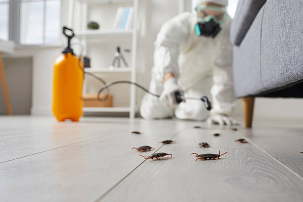 Commercial Rodent Management in Bradford